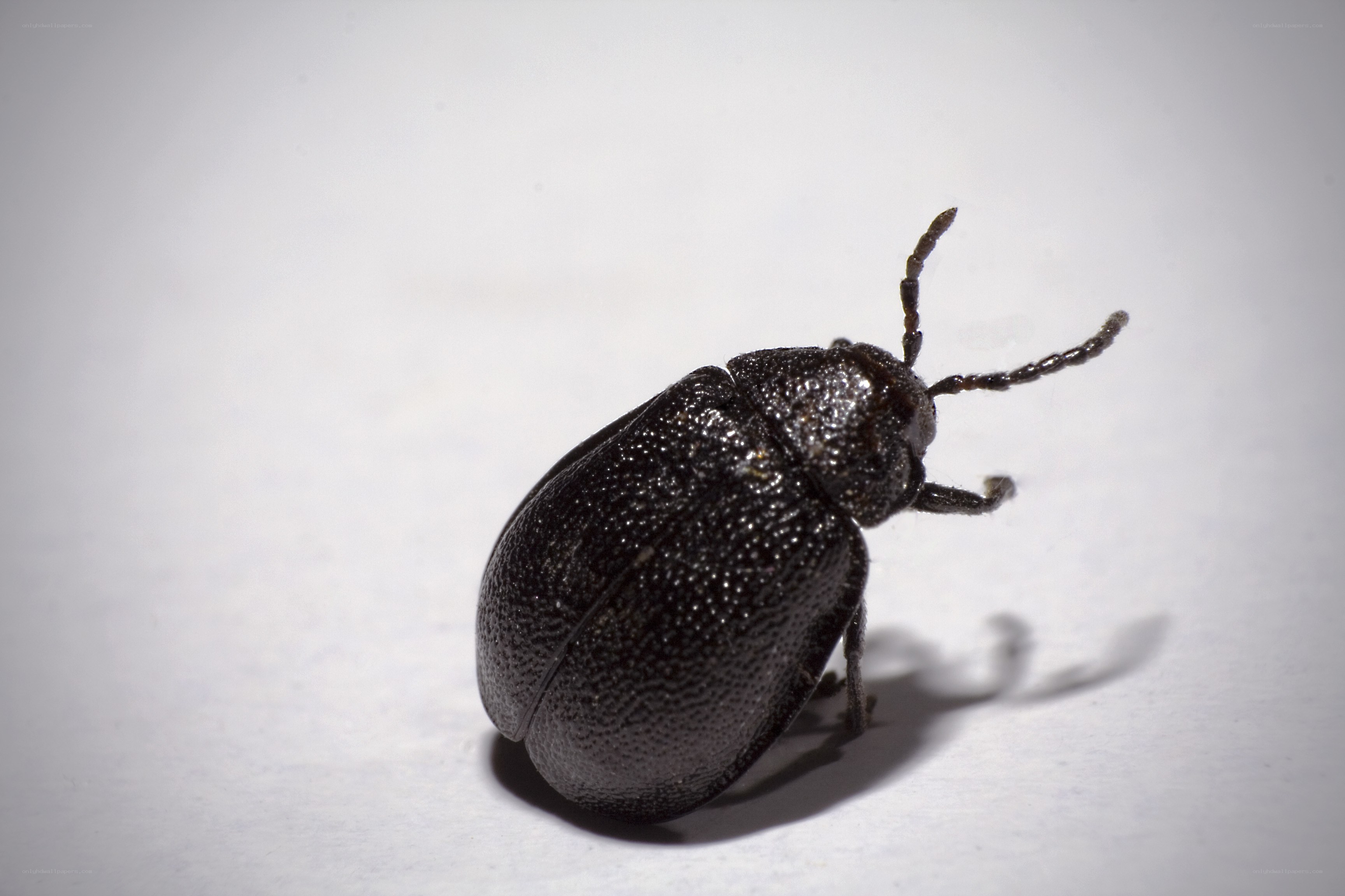 black beetle on white surface