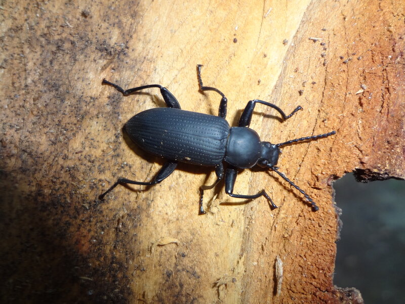 Black Beetle on Wood