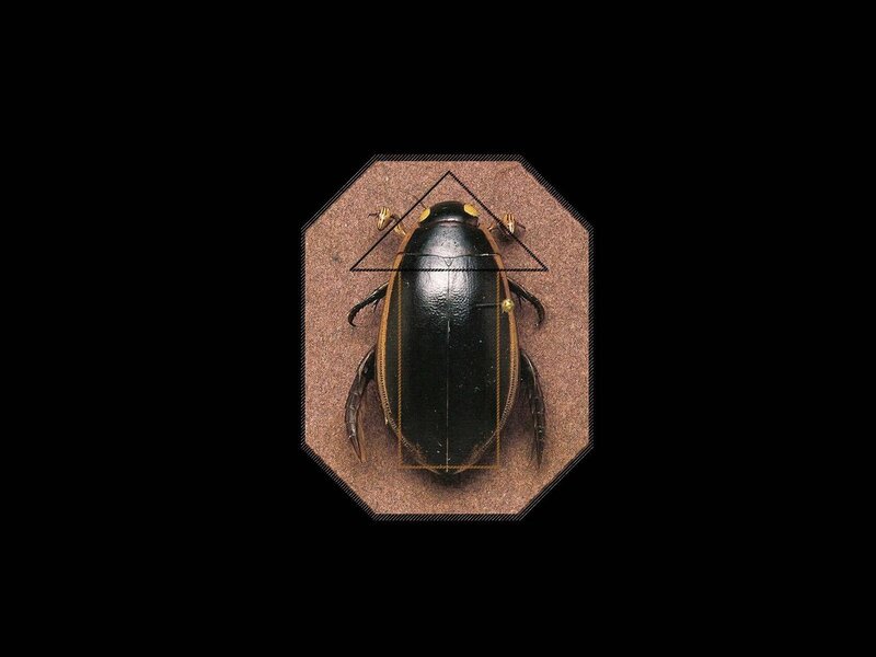 Black beetle specimen on display