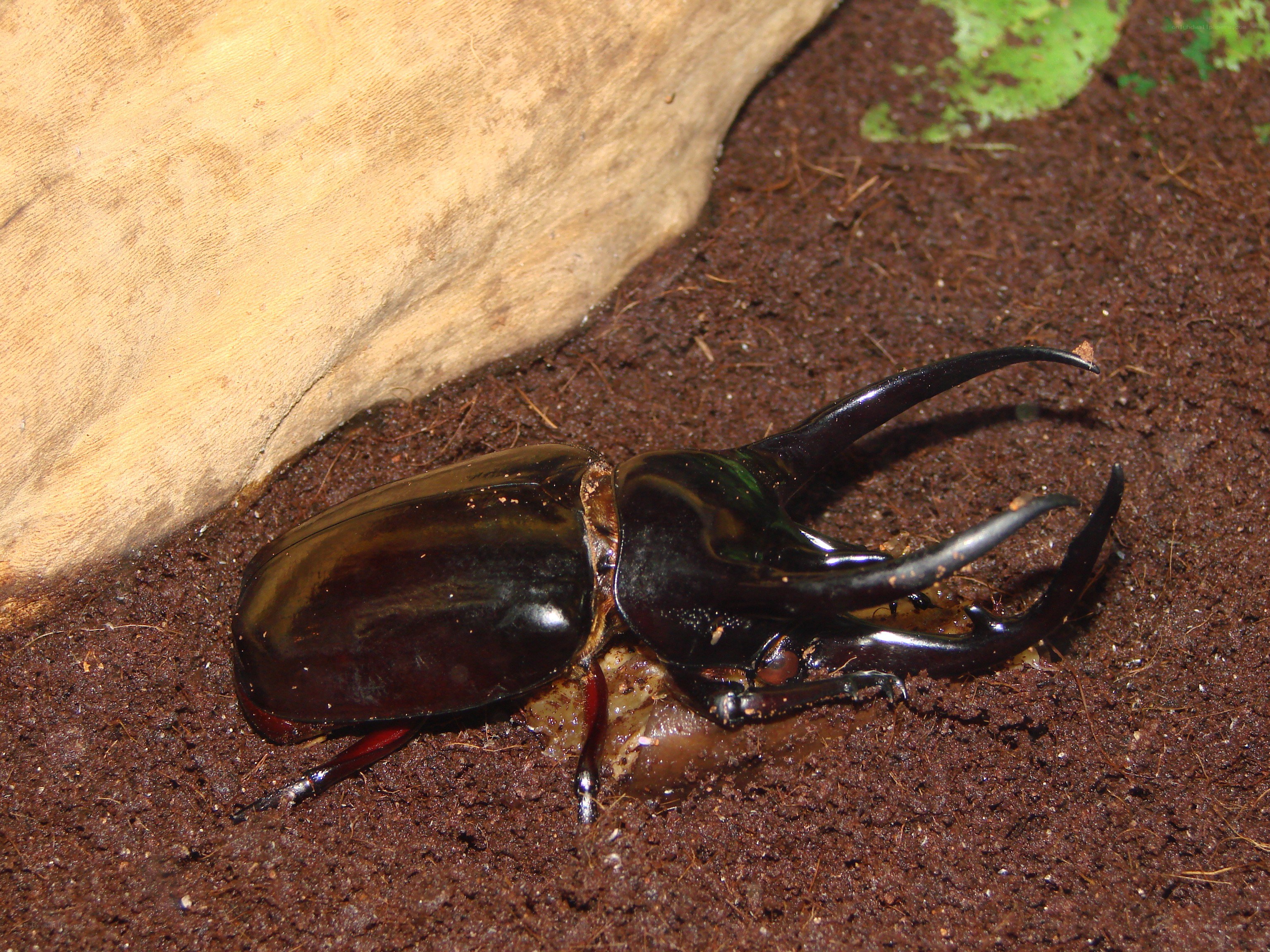 Black beetle with long horns