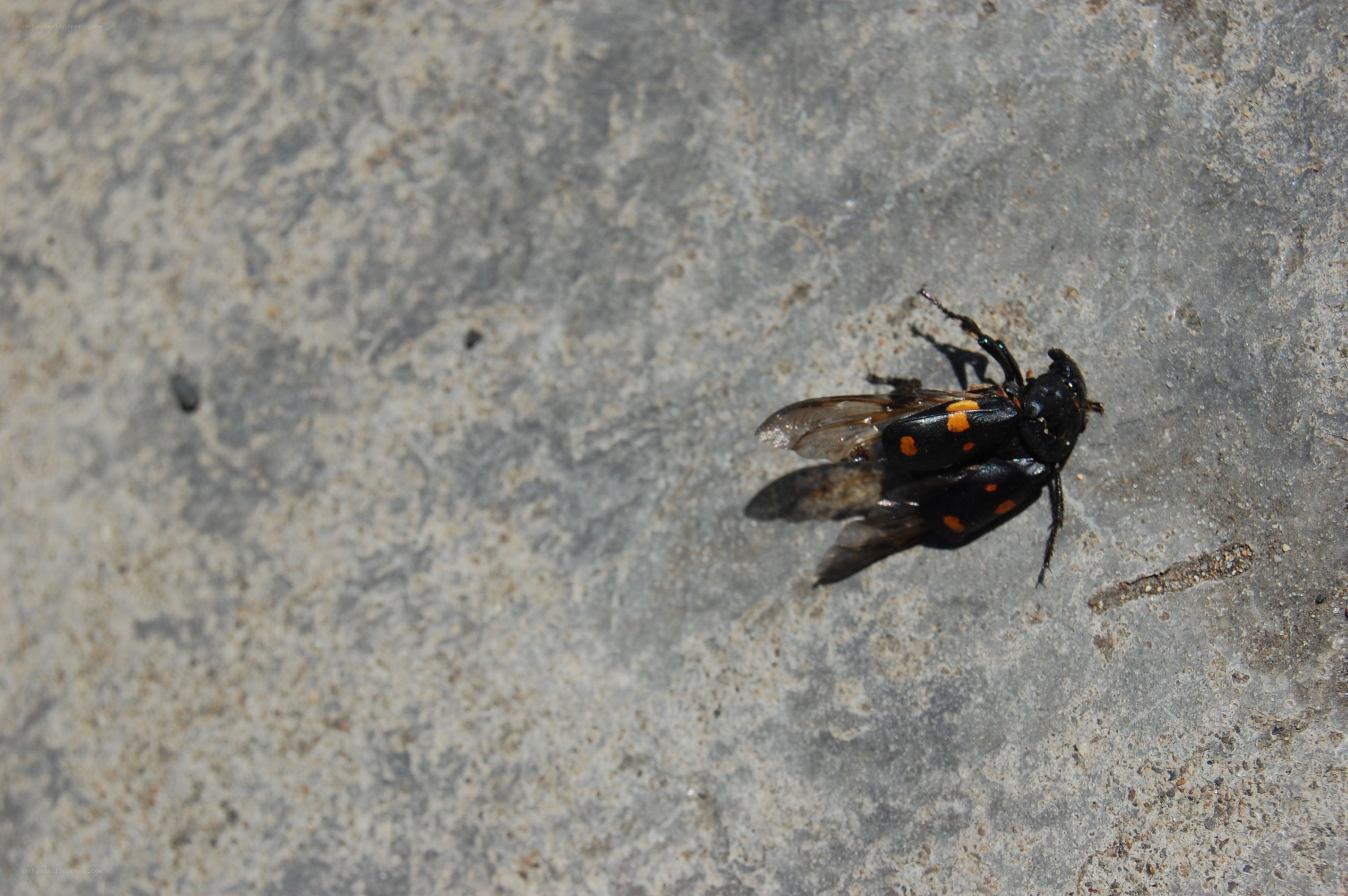 black beetle with orange spots