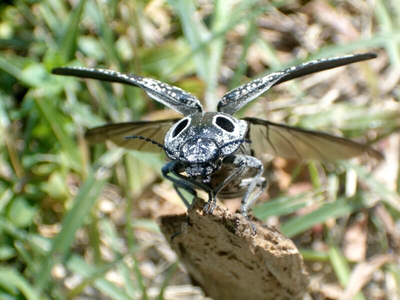 black beetle with white spots