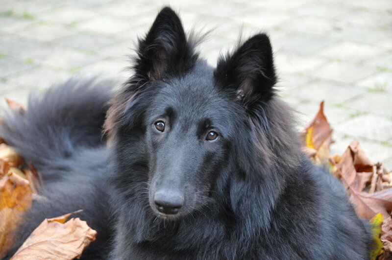 Black Belgian Shepherd — Calm