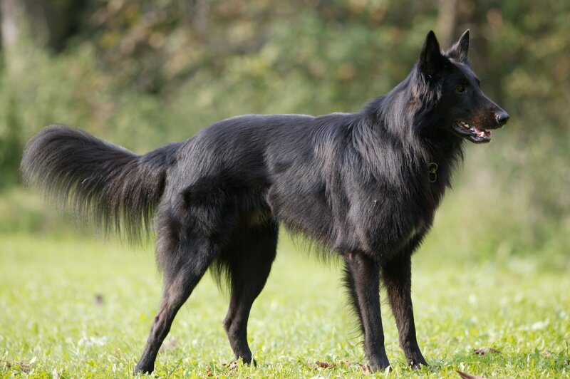black belgian shepherd dog