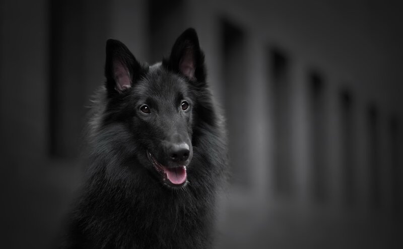 Black Belgian Shepherd — Dramatic, Photograph