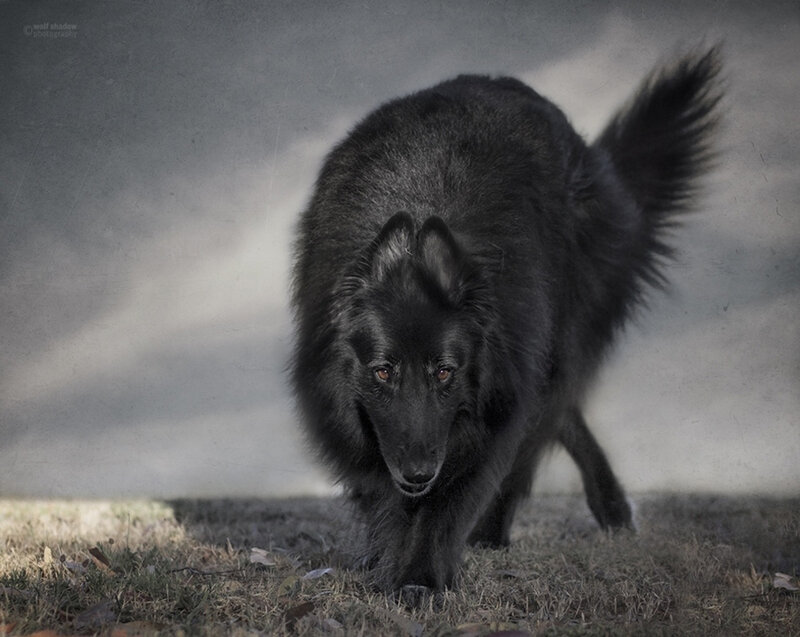 Black Belgian Shepherd — Dramatic