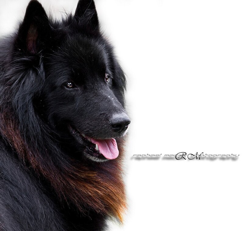 Black Belgian Shepherd