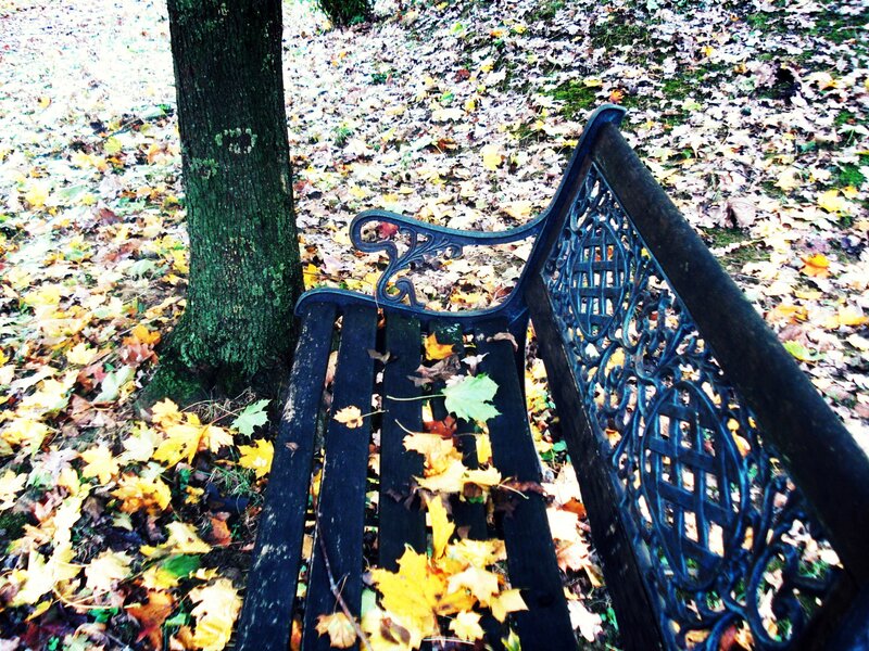 Black Bench in Autumn