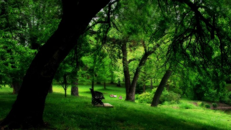 Black Bench in Forest