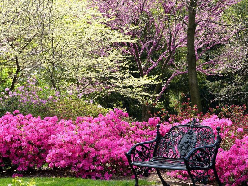 Black Bench in Garden — Pink
