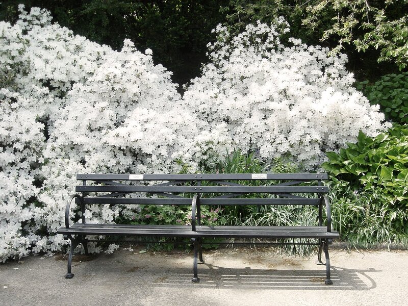Black Bench in Garden — Serene