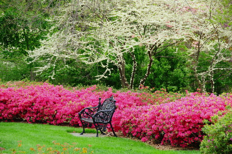 Black Bench in Garden