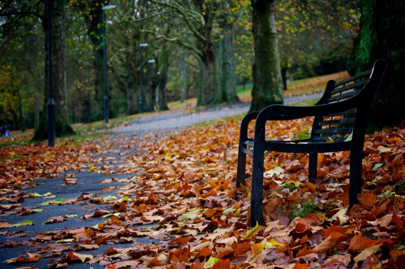Black Bench in Park