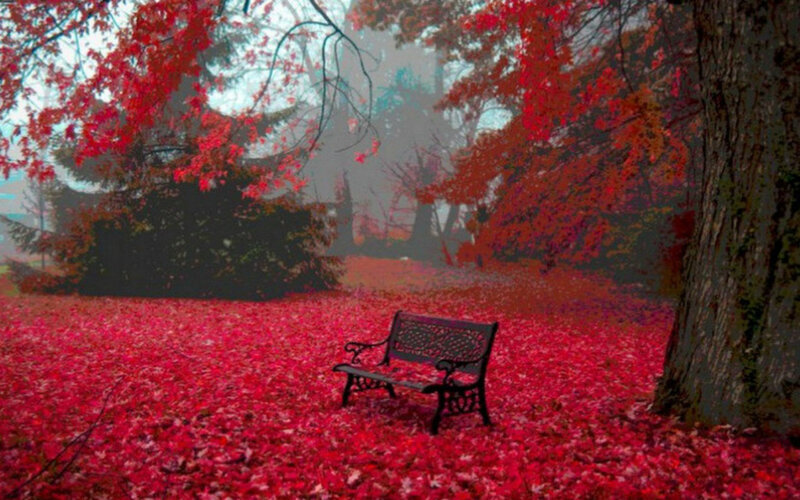 Black Bench in Red Leaves