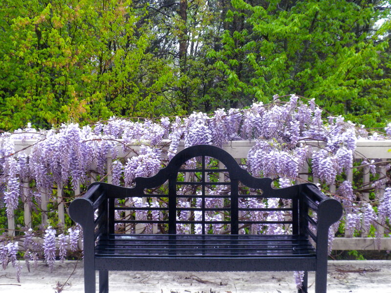 Black Bench with Wisteria