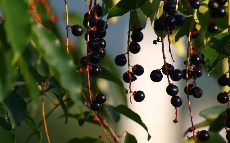 Black berries on a branch