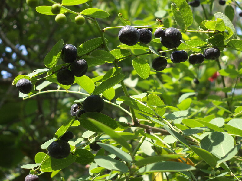 Black Berries on a Branch — Green, Natural