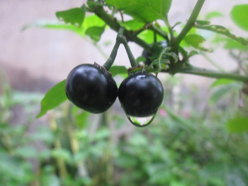 Black Berries on a Branch — Green