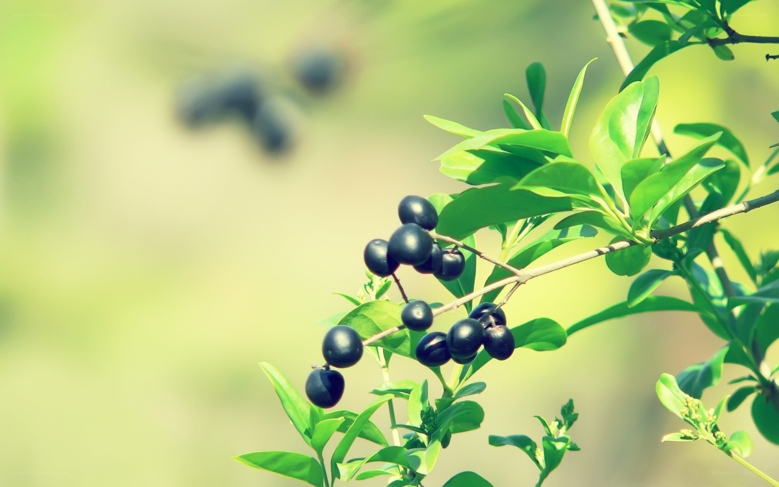 black berries on a branch