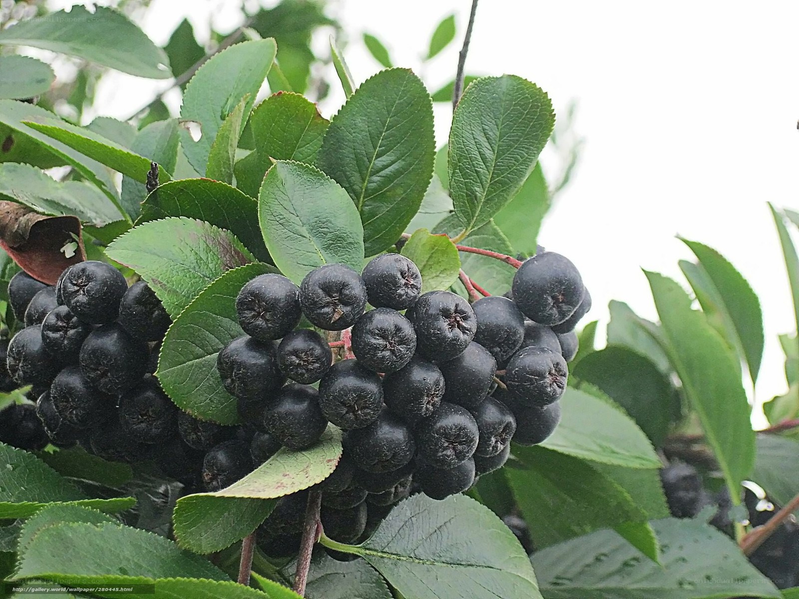 black berries on a bush