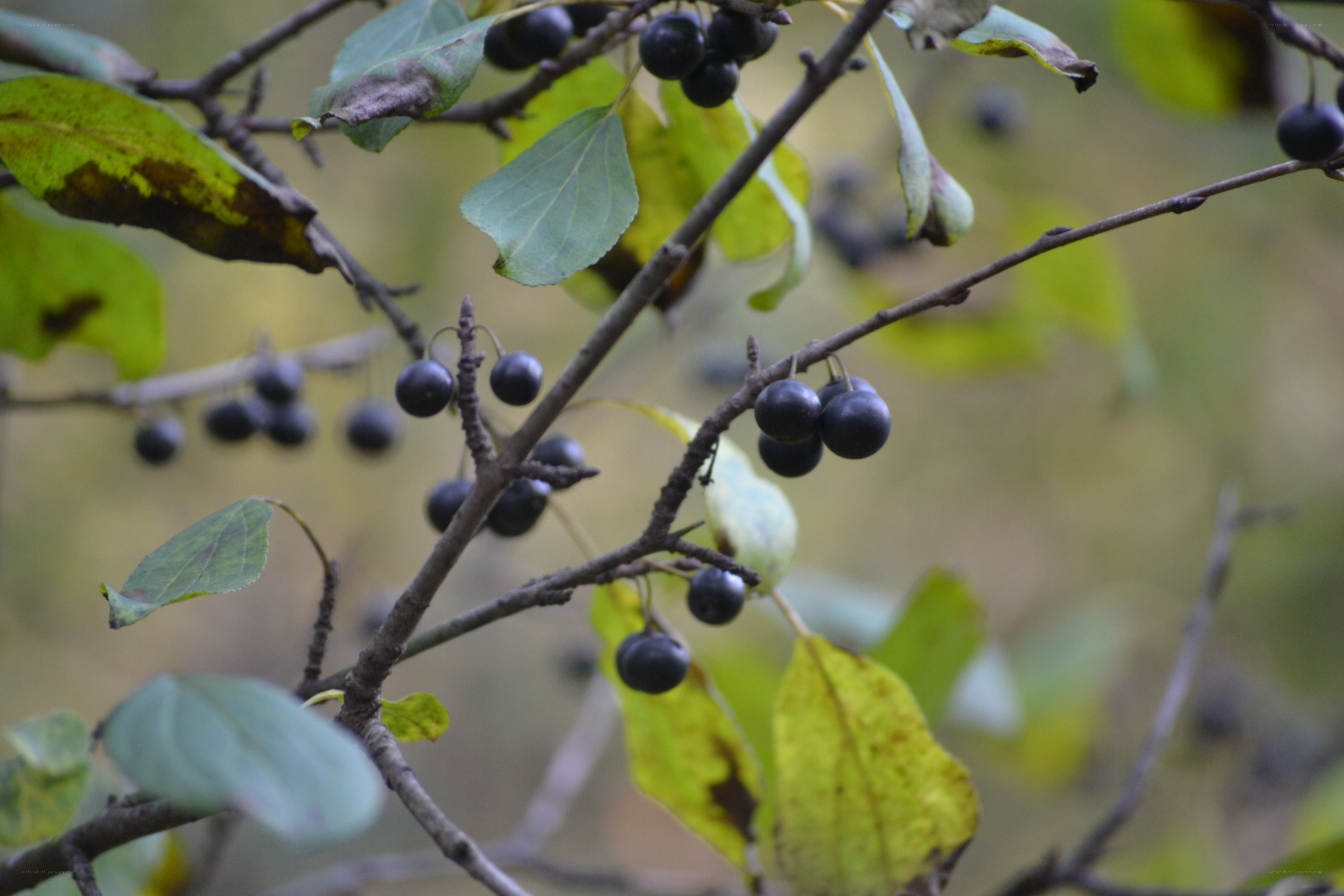 black berries on a tree branch