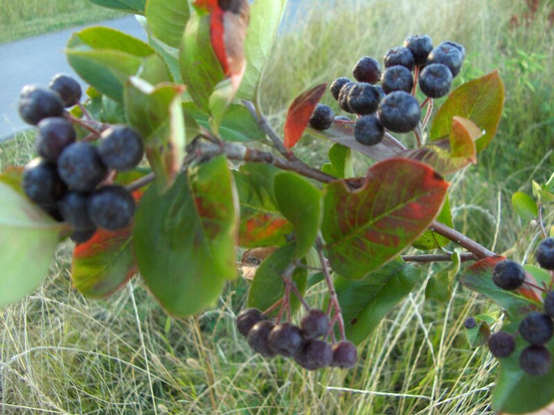 Black Berries on Branch — Green, Natural