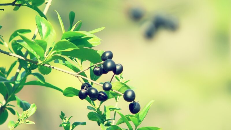 Black Berries on Branch — Green, Serene