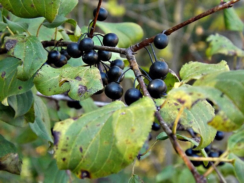 Black Berries on Branch — Green