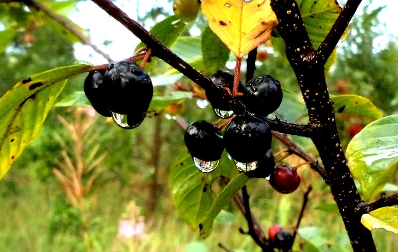 Black Berries on Branch