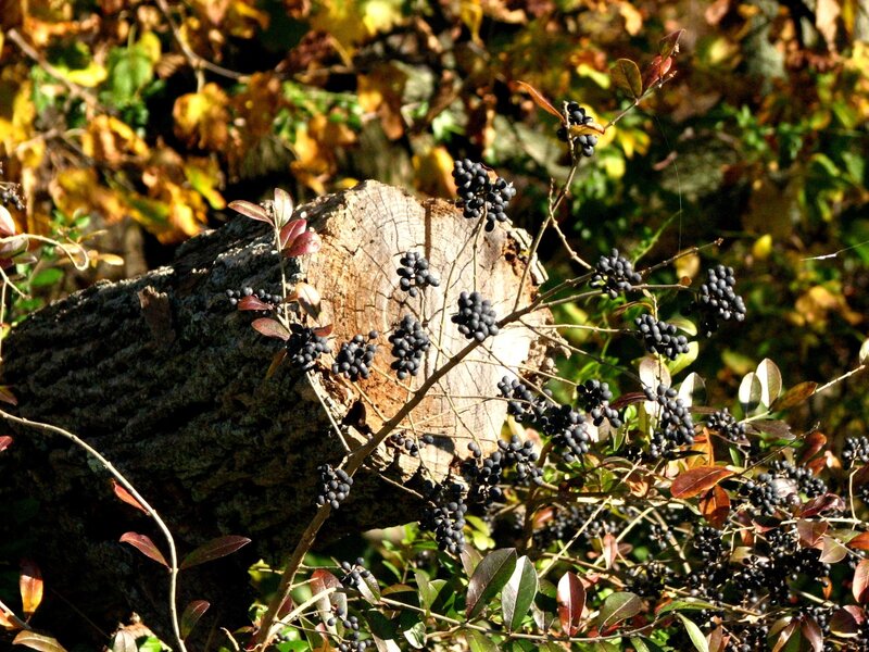 Black Berries on Bush