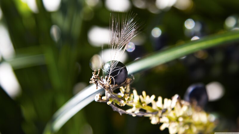 Black Berry with Feather