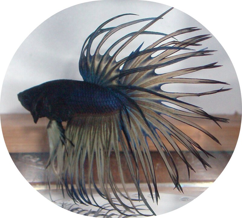 Black Betta Fish