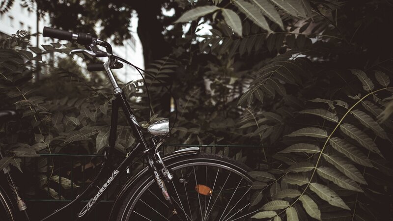 Black Bicycle in Foliage
