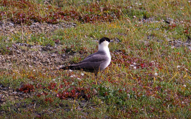 Black-billed Tern