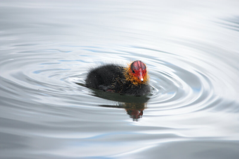 Black Bird Chick