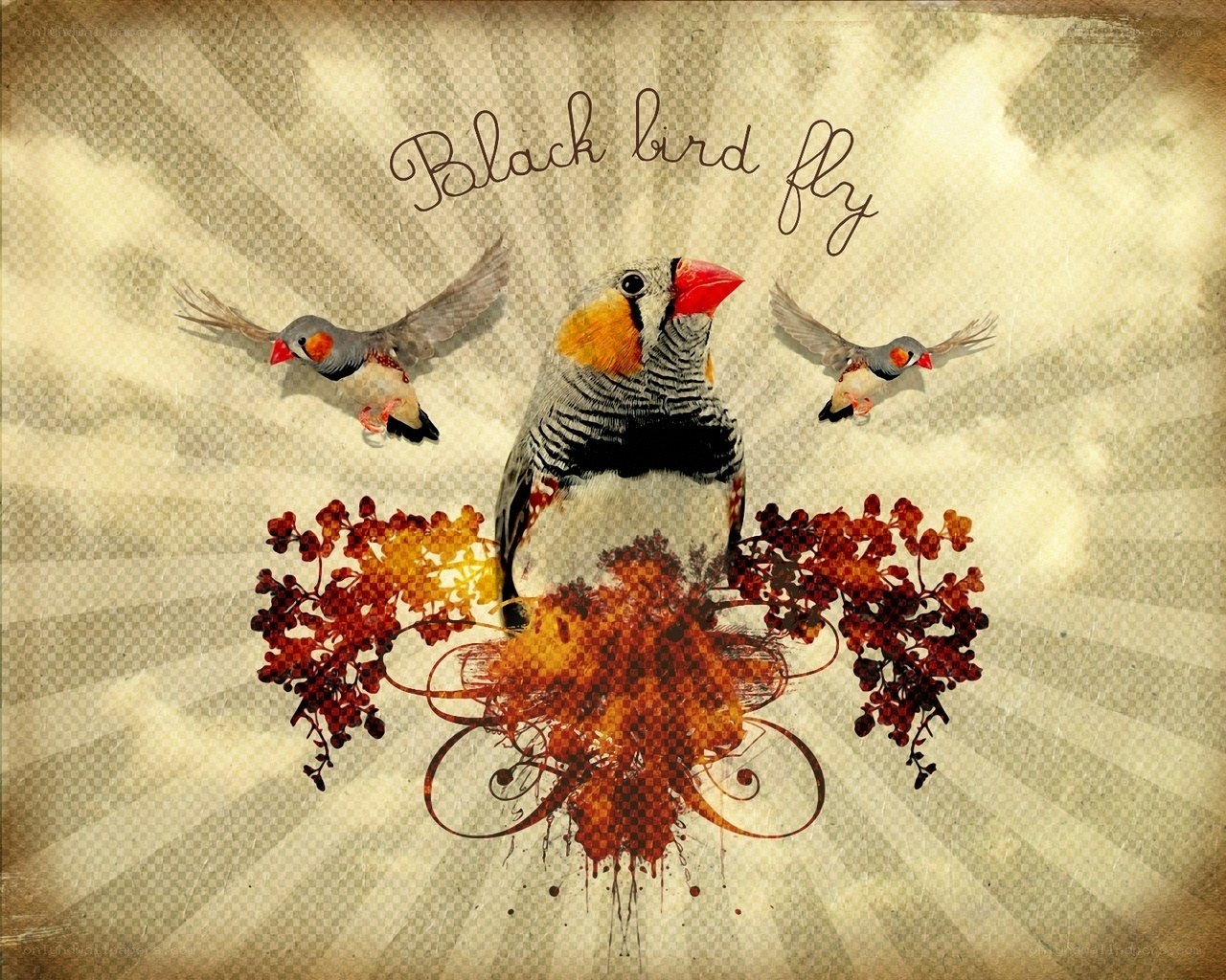 Black bird fly artwork