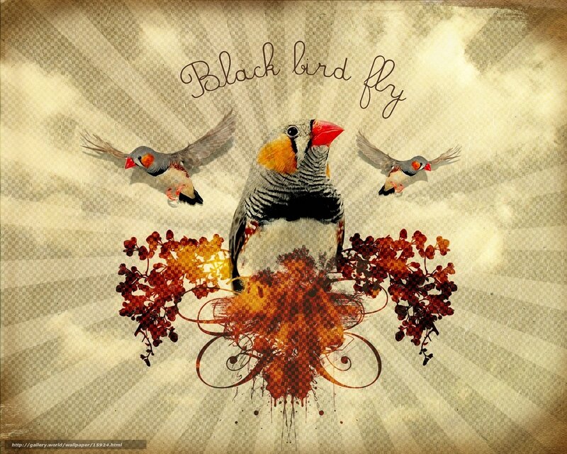 Black bird fly artwork