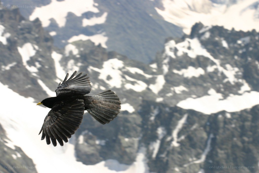Black bird flying over mountains