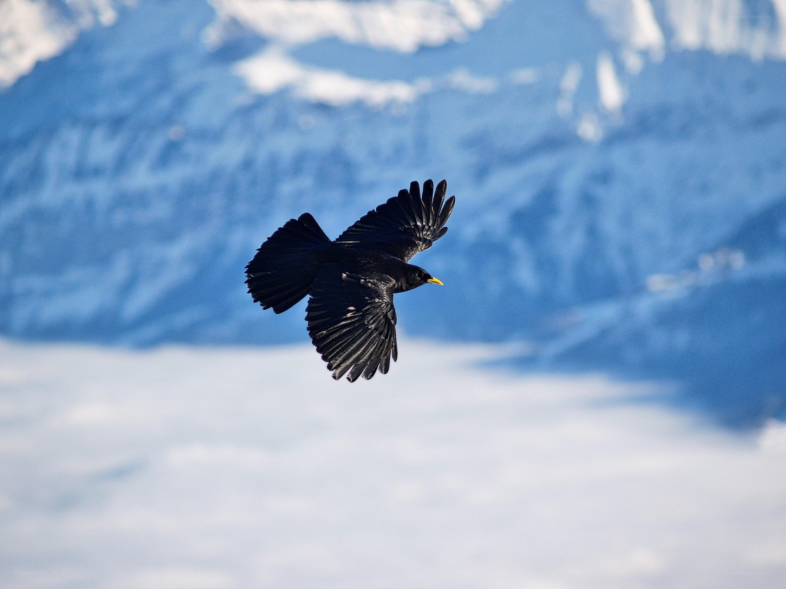 black bird flying over mountains