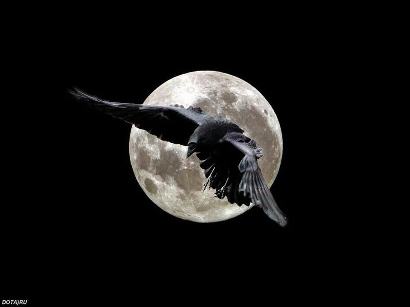 Black Bird Flying
