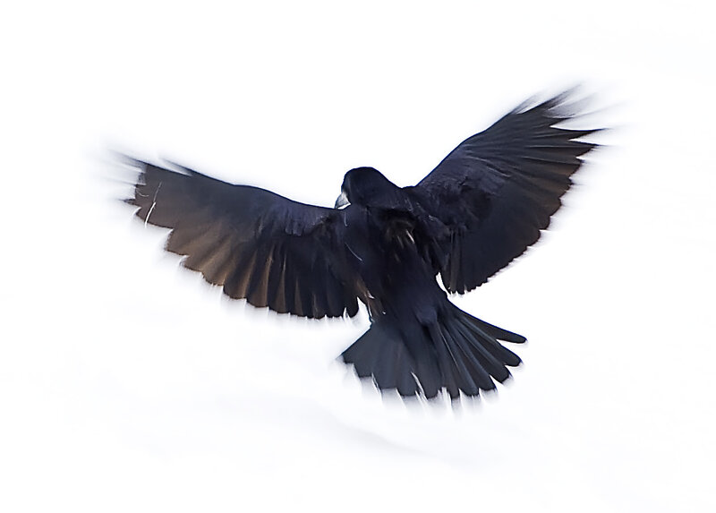 black bird in flight