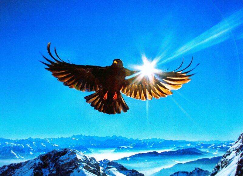 Black Bird in Flight — Blue, Dramatic, Morning