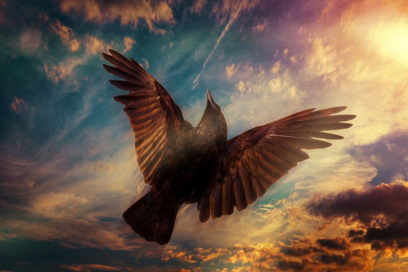 Black Bird in Flight — Blue, Dramatic, Sunset