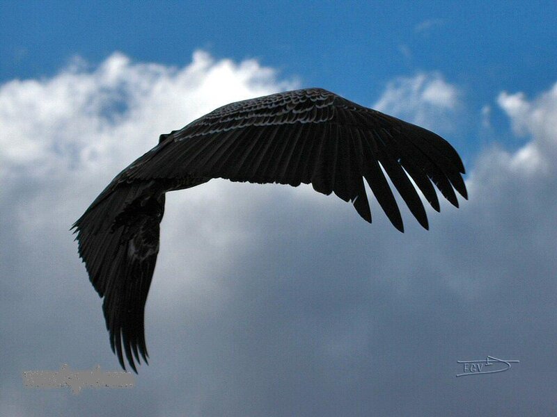 Black Bird in Flight — Blue