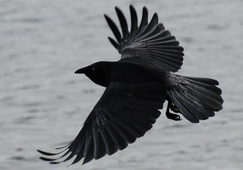 Black Bird in Flight — Dynamic, Photograph