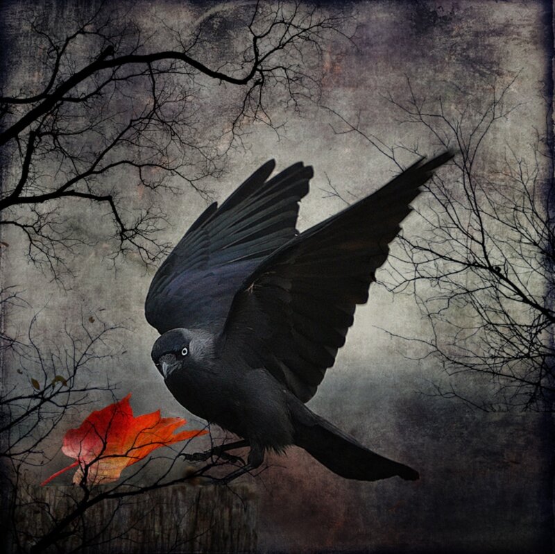 Black Bird in Flight — Gray, Dramatic