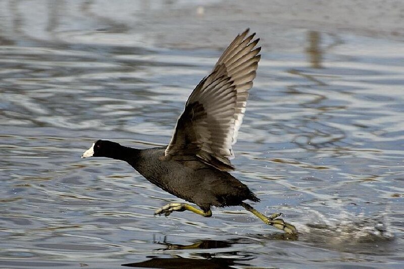 Black Bird in Flight — Gray