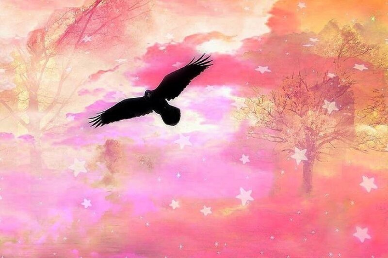 Black Bird in Flight — Pink