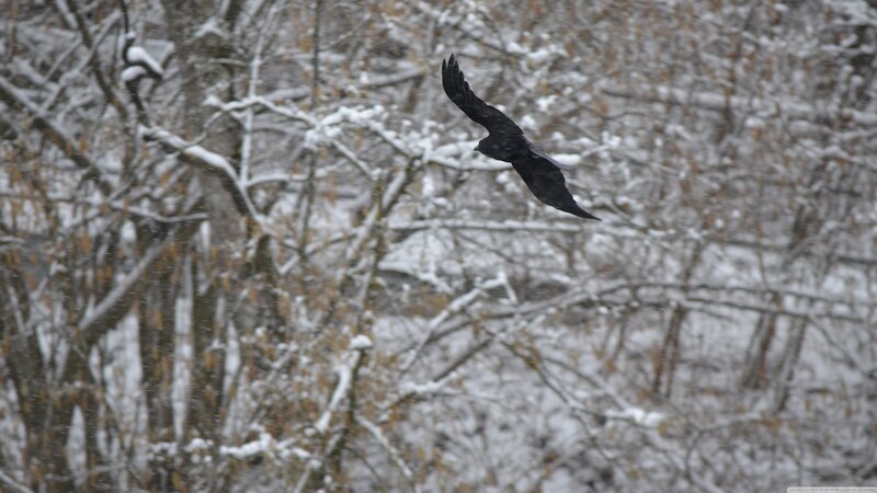 Black Bird in Flight — White