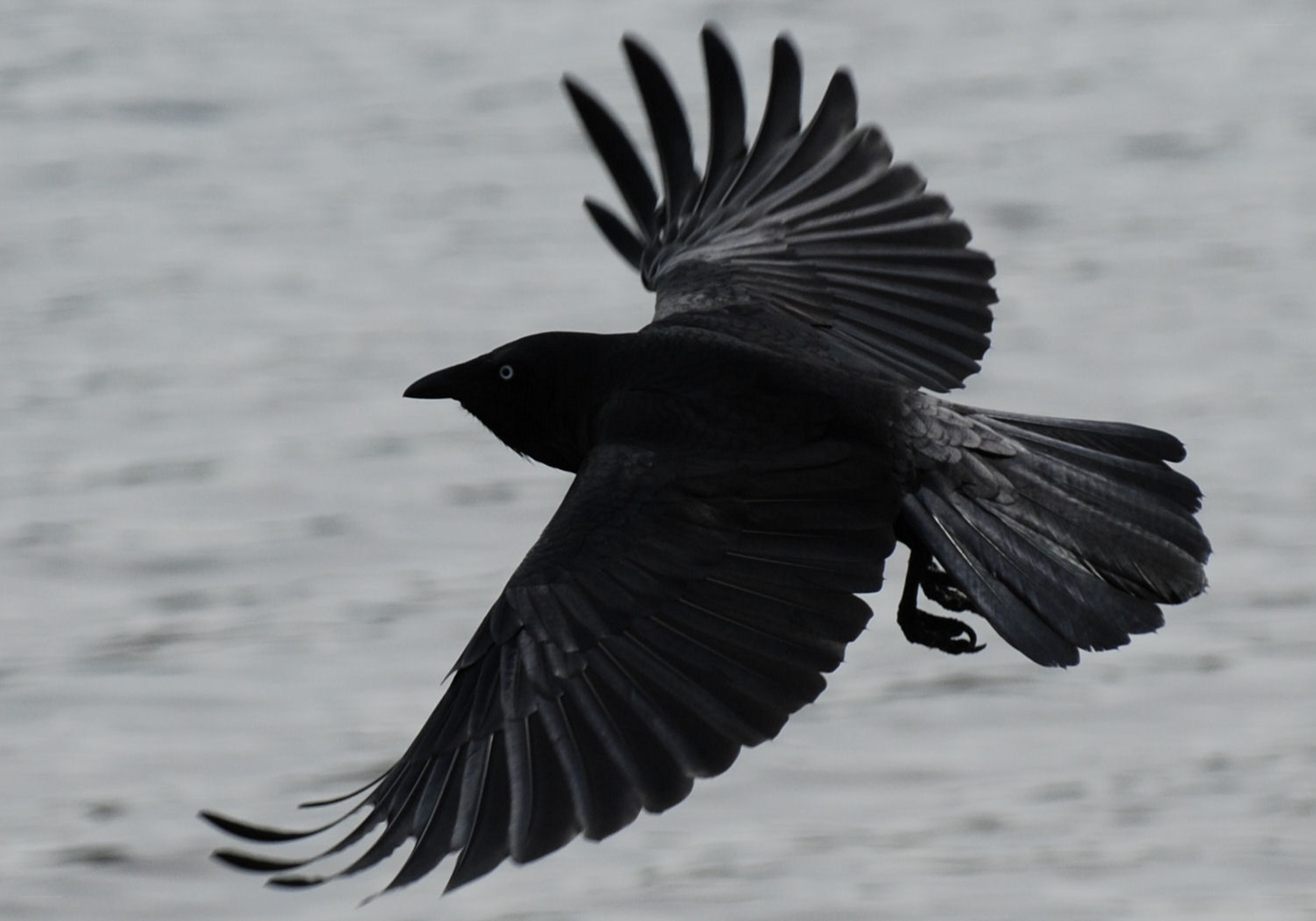 black bird in flight